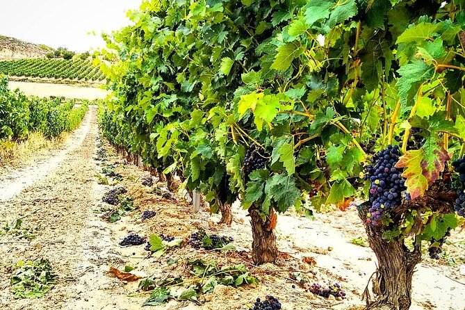 Rioja: Guided Visits to Vineyards and Bodegas - Operator
