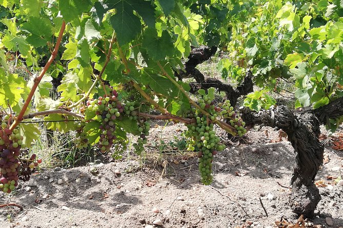 RIOJA UNCORKED - Private Enological Adventure - A VIP Transportation Experience