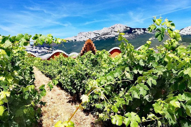 RIOJA UNCORKED - Private Enological Adventure - Authentic Reviews and Ratings