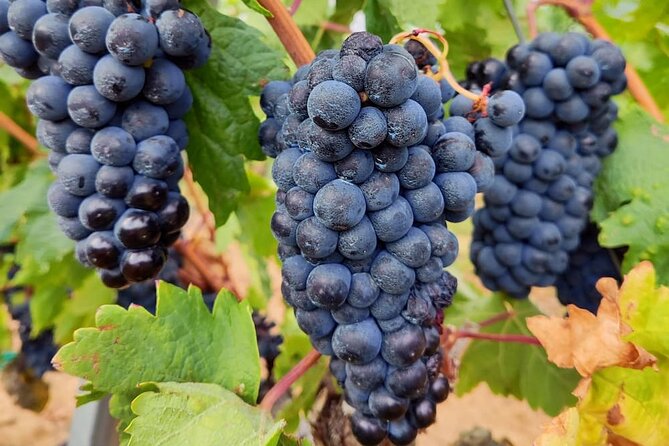 Rioja Wine and Architecture Tour With Lunch - Itinerary Overview