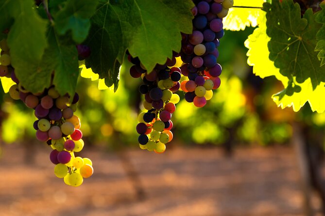 Rioja Wine Private Day Trip  - San Sebastian - The Sum Up