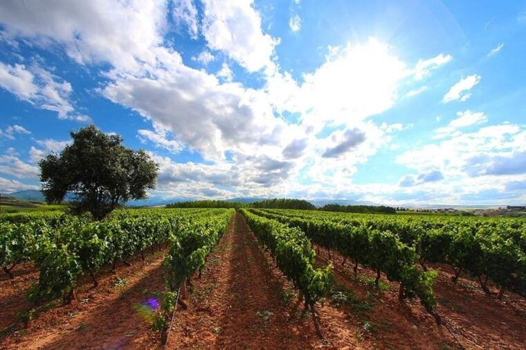Rioja: Wine Tasting and Sampling at the Martínez Alesanco Family Winery - Experiencing the Guided Tour