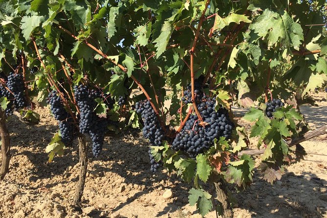 Rioja Wine Tour: 2 Wineries From Bilbao - Traveler Reviews and Testimonials
