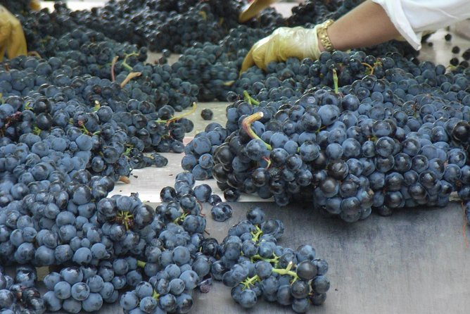 Rioja Wine Tour: 2 Wineries From Bilbao - Common Questions