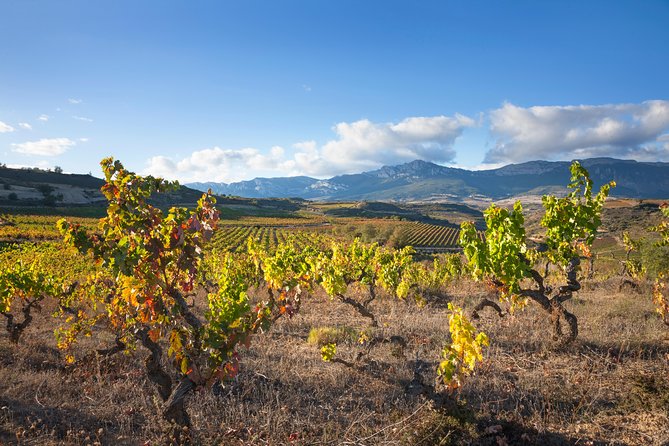 Rioja Wine Tour: 2 Wineries From Bilbao - The Sum Up