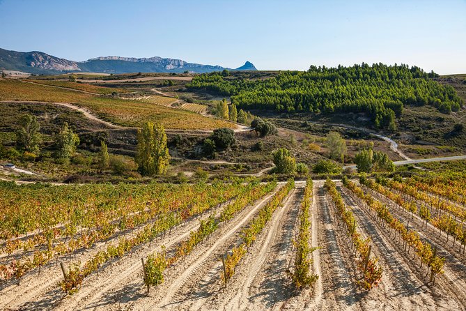 Rioja Wine Tour: 2 Wineries Visit With Tasting From San Sebastian - Upgrade Options and Private Tours