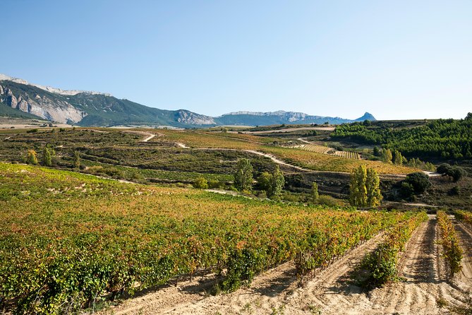 Rioja Wine Tour: 2 Wineries Visit With Tasting From San Sebastian - Traveler Reviews and Insights