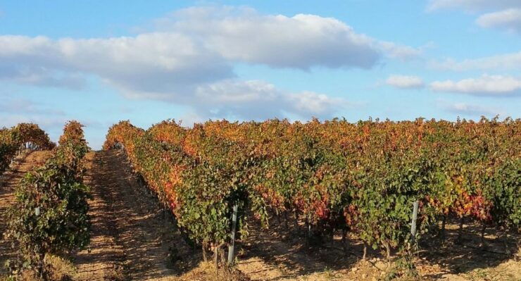 Rioja Wine Tour - Full Day Private Tour From San Sebastian - Tour Overview