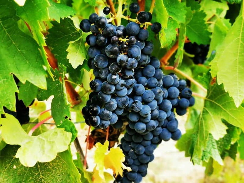 Rioja: Wine Tour with a Local Expert with Tastings - A Closer Look at the Rioja Wine Tour Experience