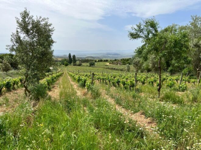 Rioja Wineries VIP Tour - Inclusions