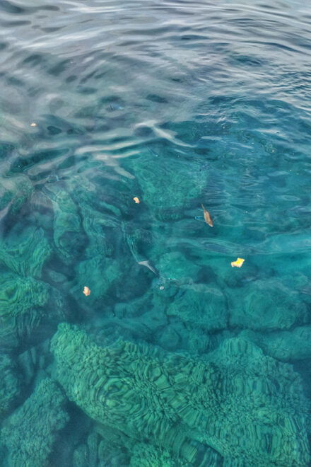Riomaggiore: Cinque Terre Cruise With Swim/Snorkel Stops - Booking and Cancellation Policy