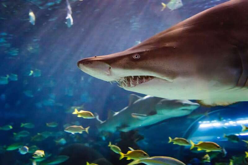 Ripley's Aquarium: Sharks After Dark Entry (After 5PM) - Exploring Ripleys Aquarium After Dark