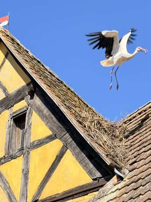 Riquewihr: the pearl of the vineyards with a local guide and tastings - Discovering Riquewihr: A Fairy-Tale Village with Hidden Depths