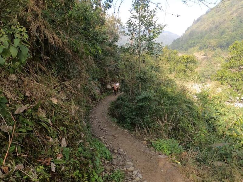 Rishikesh: 1 Full Day Kota Village Trek with Lunch & Guide - Who Should Consider This Tour?