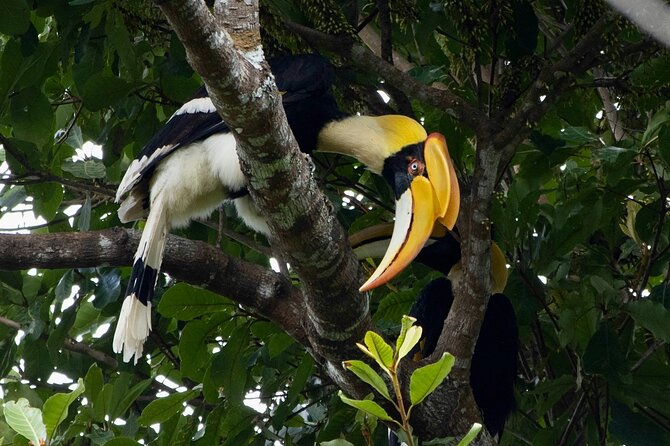 Rishikesh Bird Watching With Cultural Trails Tour From Delhi - Good To Know