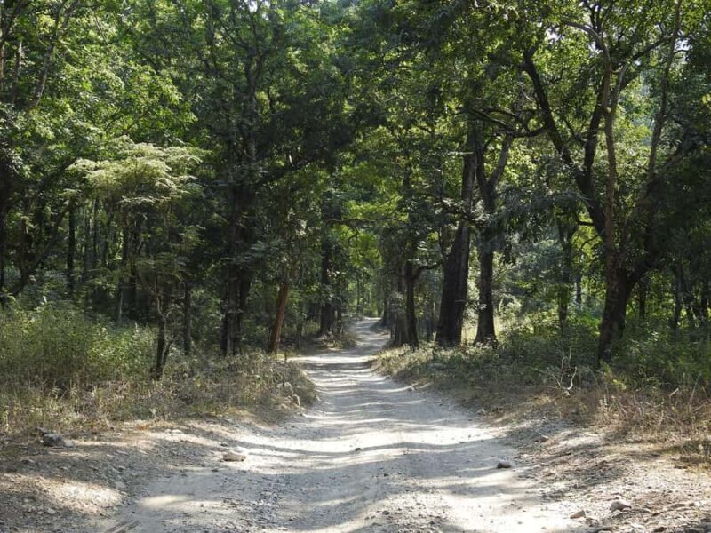 Rishikesh: Gohri Range Hike, Temple Visit, & Transfer - Rishikesh: Gohri Range Hike, Temple Visit, & Transfer