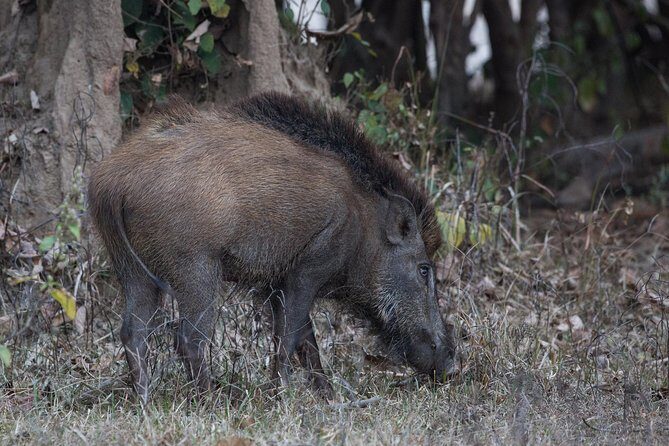 Rishikesh: Open Jeep Safari in Chilla Range, Rajaji National Park - FAQ