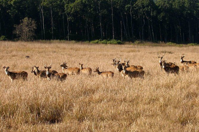 Rishikesh: Open Jeep Safari in Chilla Range, Rajaji National Park - An In-Depth Look at the Safari Experience