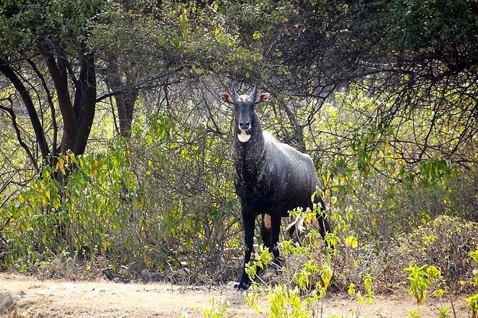 Rishikesh: Open Jeep Safari in Chilla Range, Rajaji National Park - Who Should Consider This Tour?