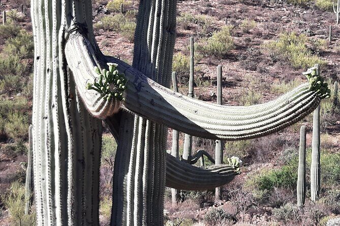 Ritz Dove Mountain and Totolita Hiking - Ritz Dove Mountain and Totolita Hiking Review