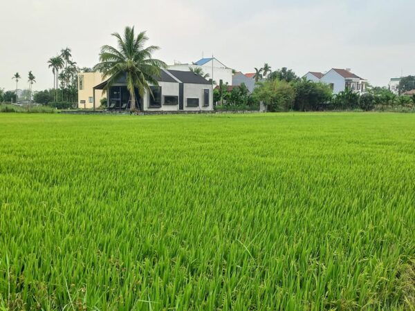 River Cruise – Discover the Beauty of Hoi An's Countryside - Local Villages Exploration
