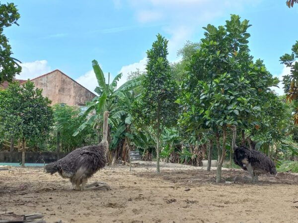 River Cruise – Discover the Beauty of Hoi An's Countryside - Frequently Asked Questions