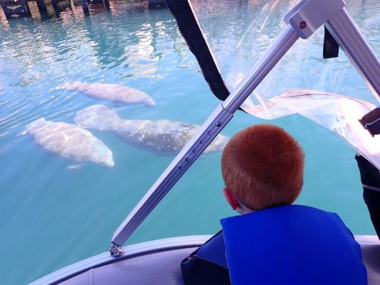 River Cruise With Manatee Viewing - Good To Know