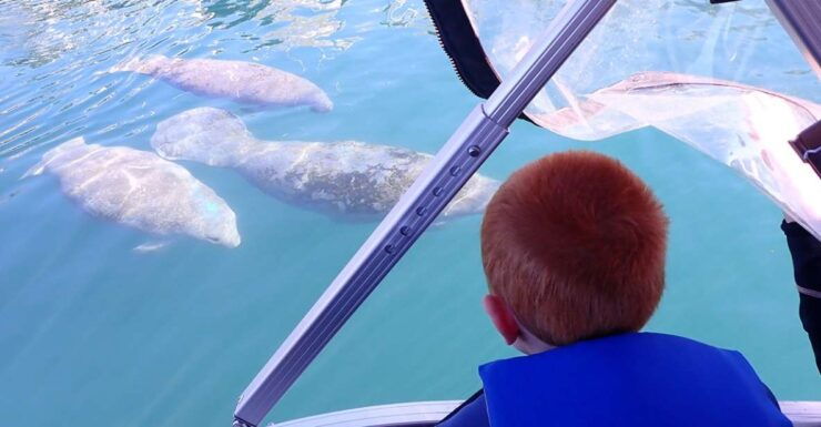 River Cruise With Manatee Viewing - Activity Details