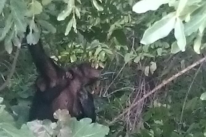 River Gambia National Park Hippos Chimpanzees - Good To Know