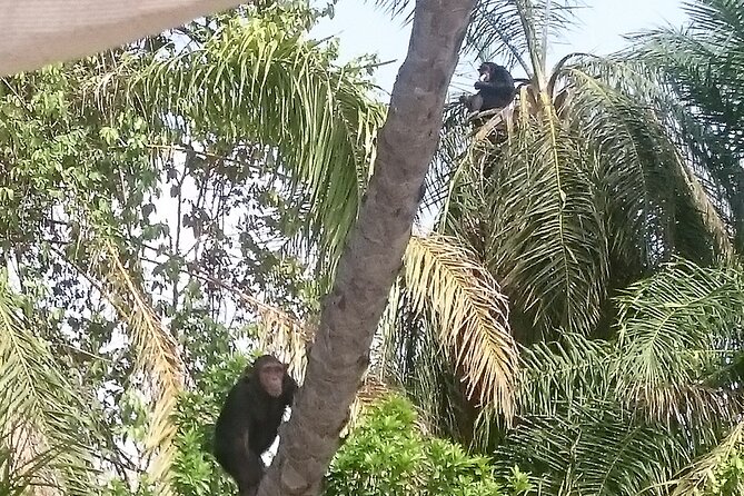 River Gambia National Park Hippos Chimpanzees - Reviews