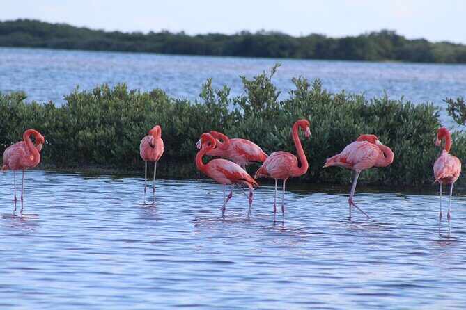 River Lizards Boat Tour for Flora and Fauna Observation - Practical Details