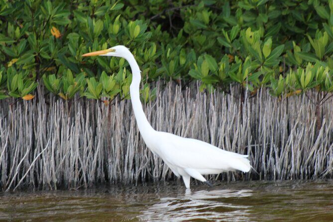 River Lizards Boat Tour for Flora and Fauna Observation - What Travelers Are Saying