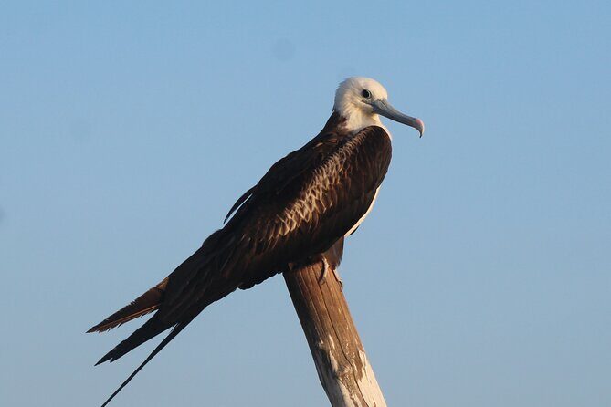 River Lizards Boat Tour for Flora and Fauna Observation - Who Should Consider This Tour?