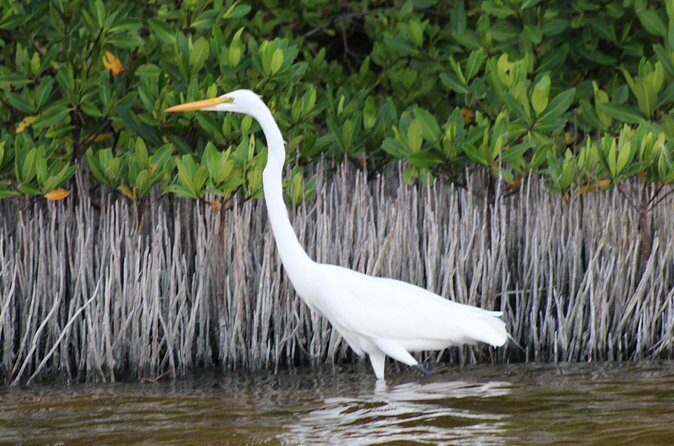 River Lizards Boat Tour for Flora and Fauna Observation - FAQ