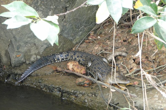 River Safari Bentota - Wildlife Encounters