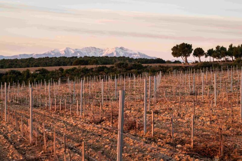 Rivesaltes - Secrets du Terroir and Unique Wine Tasting! - The Sum Up