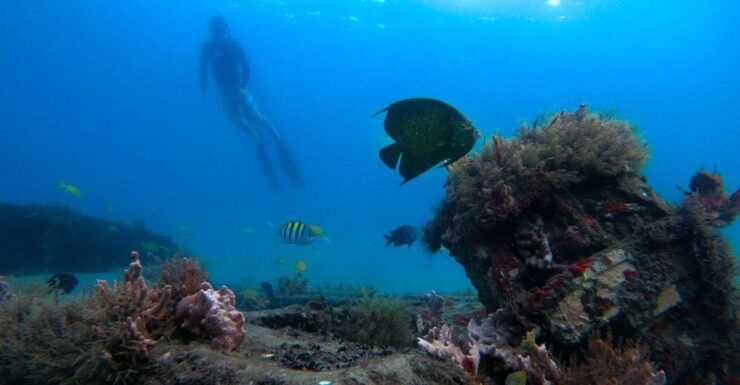 Riviera Beach, FL: Blue Heron Bridge Reef Snorkeling Tour - Booking Details