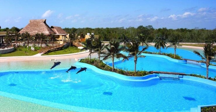 Riviera Maya Dolphin Connection: Dolphin Beyond Connection - Experience Highlights