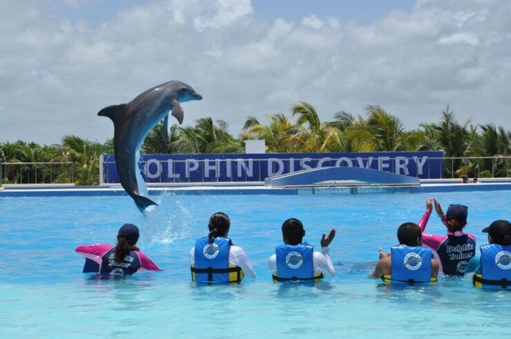 Riviera Maya: Dolphin Encounter With Beach Club Access - Experience Details