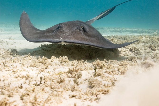 Riviera Maya Luxury Catamaran and Snorkeling, Lunch & Drinks Included - Cruise Along Riviera Maya Coastline