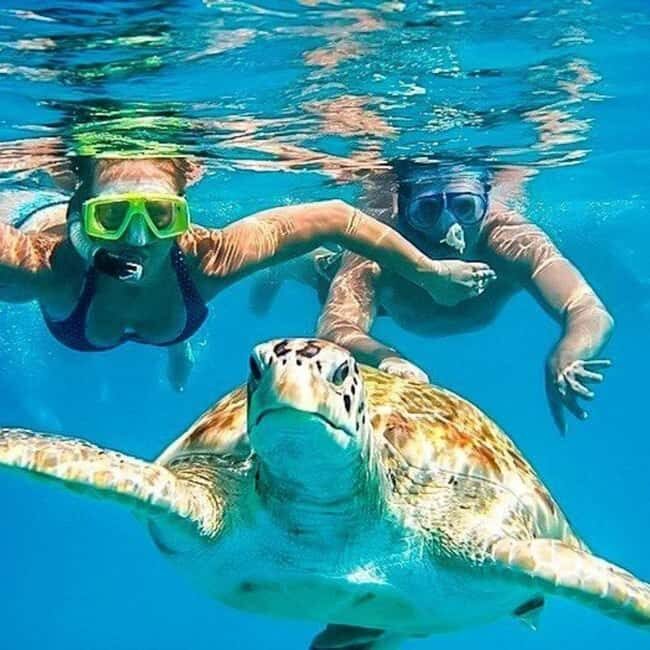 Riviera Maya: Nado con Tortugas, Cenote y Almuerzo mexicano. - Real Traveler Insights