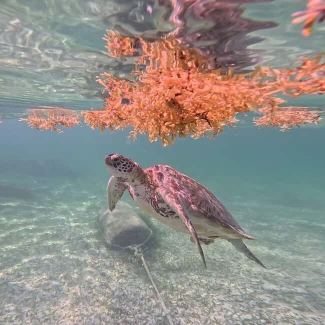 Riviera Maya: Nado con Tortugas, Cenote y Almuerzo mexicano. - FAQ