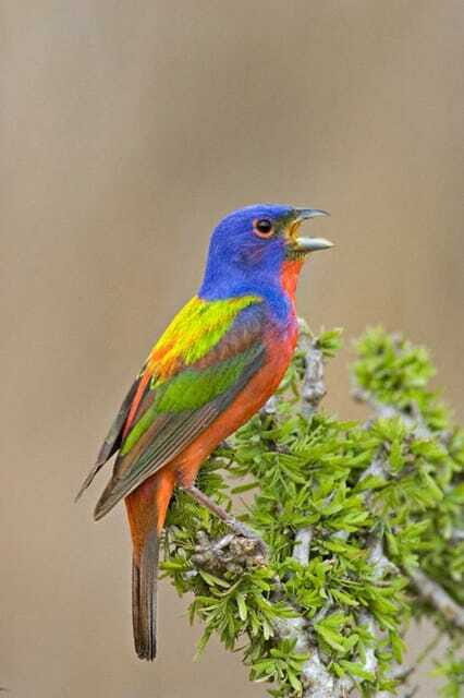 Riviera Maya: Puerto Morelos 4-Hour Bird Watching Tour - Introduction