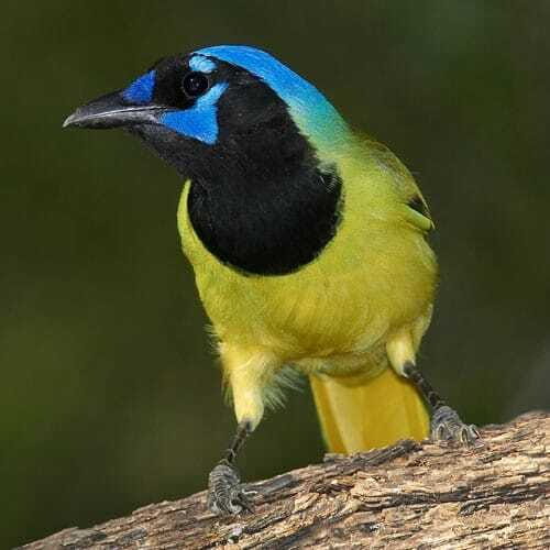 Riviera Maya: Puerto Morelos 4-Hour Bird Watching Tour - Good To Know