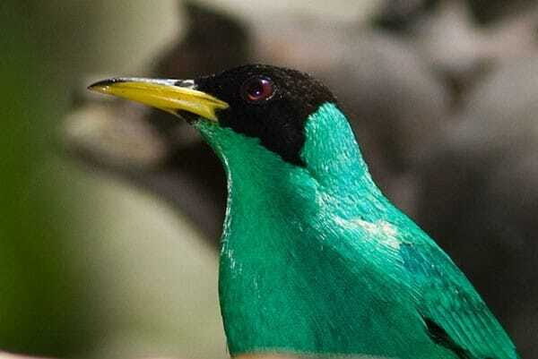 Riviera Maya: Puerto Morelos 4-Hour Bird Watching Tour - Authentic Insights from Reviewers