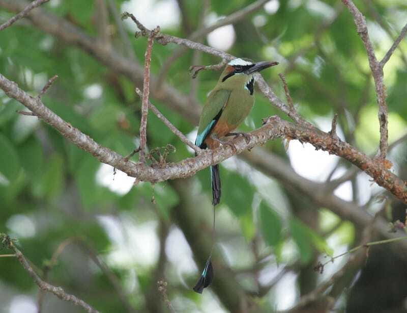 Riviera Maya: Puerto Morelos 4-Hour Bird Watching Tour - Practical Tips for Your Bird Watching Adventure