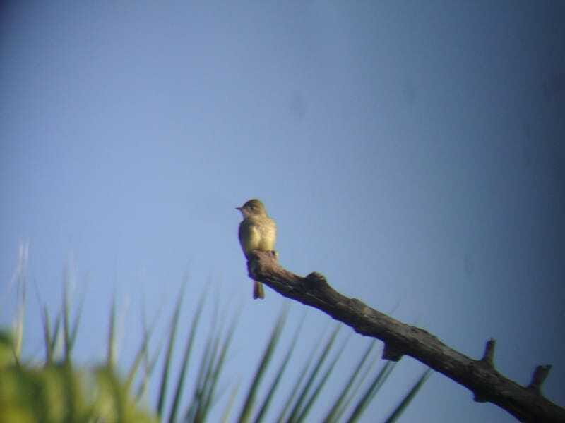 Riviera Maya: Puerto Morelos 4-Hour Bird Watching Tour - The Sum Up
