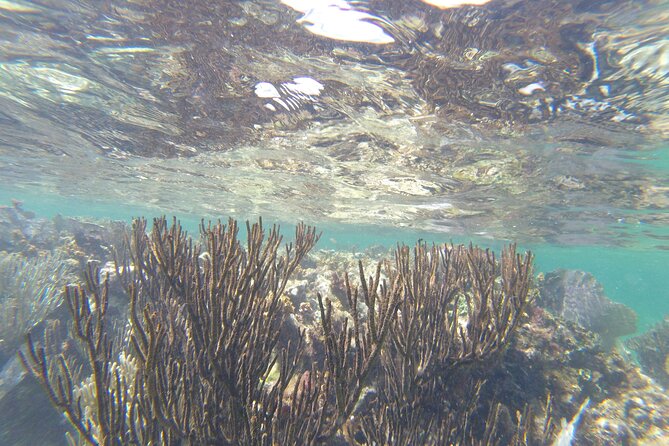 Riviera Maya Snorkeling - Exploring the Vibrant Marine Life