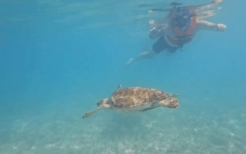 Riviera Maya: Tulum Ruins Tour, Turtle Swimming, Cenotes, and Lunch. - Good To Know