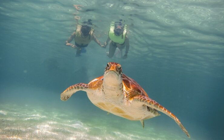 Riviera Maya: Turtles and Cenote Snorkeling Tour - Tour Overview